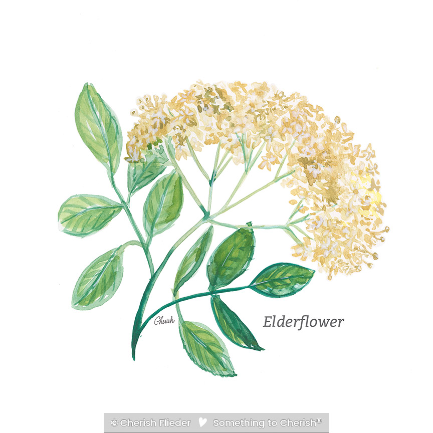 CF – Herbs C2007-06 Elderflower © Cherish Flieder