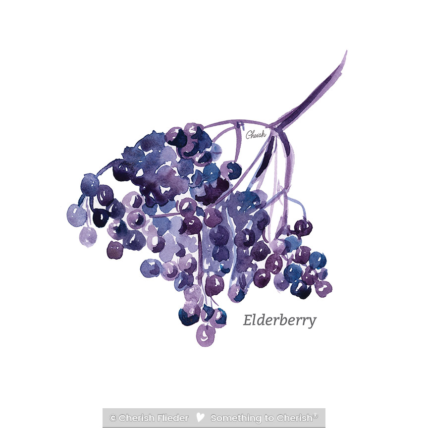 CF – Herbs C2007-07 Elderberry © Cherish Flieder