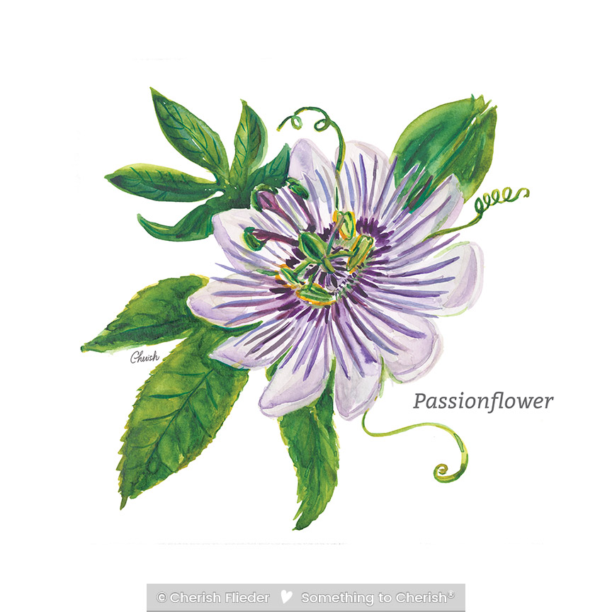 CF – Herbs C2007-08 Passionflower © Cherish Flieder