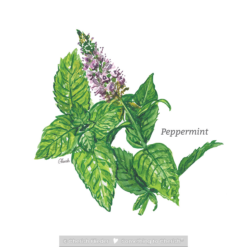 CF – Herbs C2007-09 Peppermint © Cherish Flieder