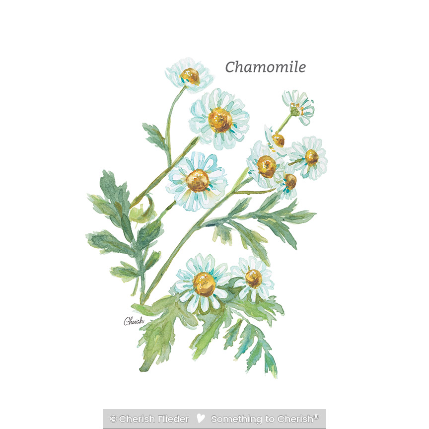 CF – Herbs C2007-10 Chamomile © Cherish Flieder