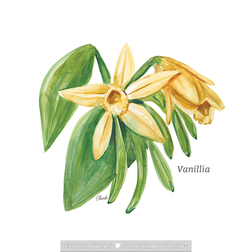 CF – Herbs C2007-12 Vanilla © Cherish Flieder