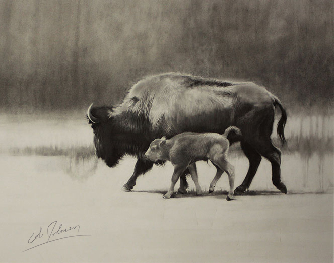 CJ – Bison with Calf – cropped © Cole Johnson