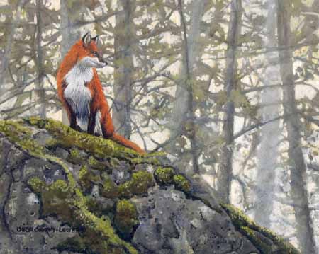 SSL – Hidden Forest Fox © Suzie Seerey-Lester