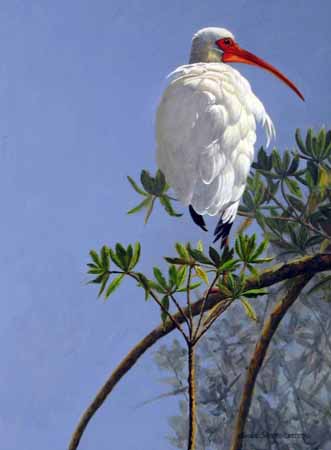 SSL – Mangrove Ibis © Suzie Seerey-Lester