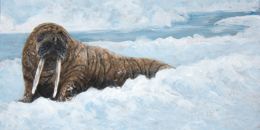 SSL – Walrus Study © Suzie Seerey-Lester