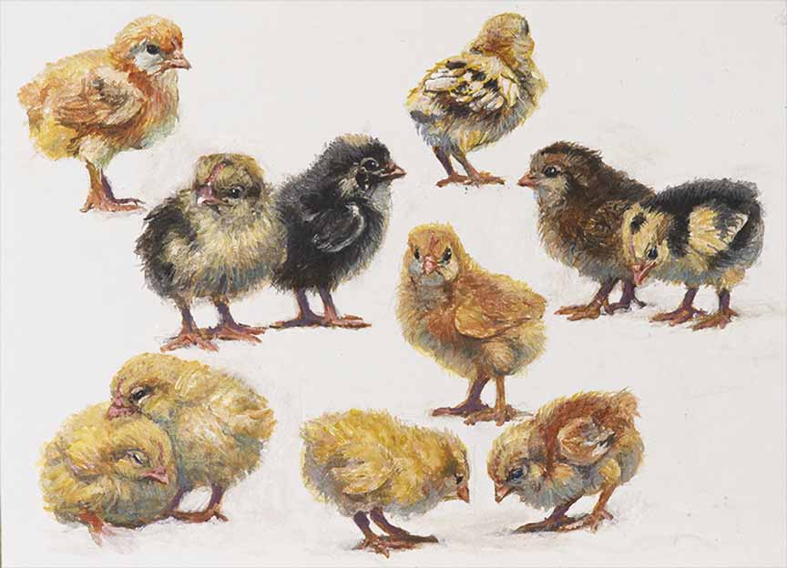 AB – Chicks © Amy Brackenbury