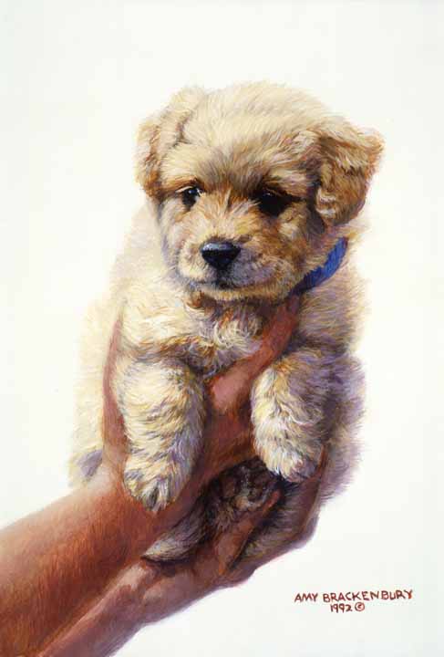 AB – Golden Retriever Pup © Amy Brackenbury