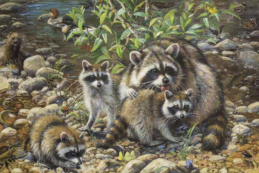 AB – Racoon Family and Friends © Amy Brackenbury