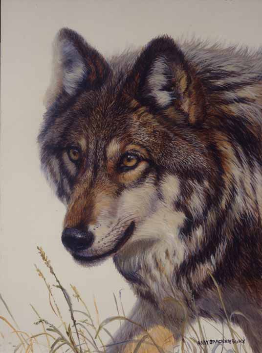 AB – Wolf © Amy Brackenbury