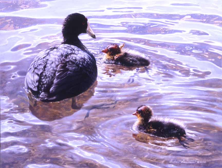 AD – American Coots with Chicks © Andrew Denman