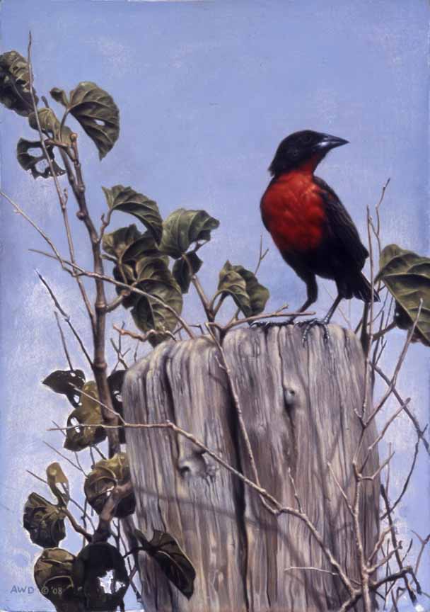AD – Color Splash – Red Breasted Blackbird © Andrew Denman
