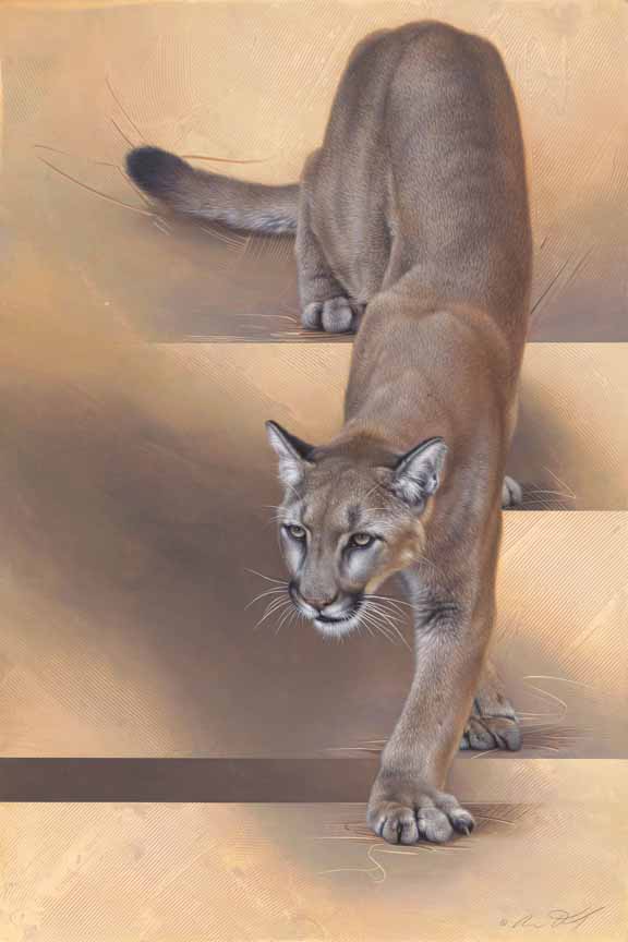 AD – Cougar Descending a Staircase © Andrew Denman