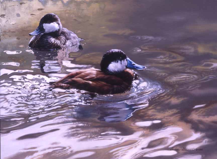 AD – Duo I Ruddy Ducks © Andrew Denman