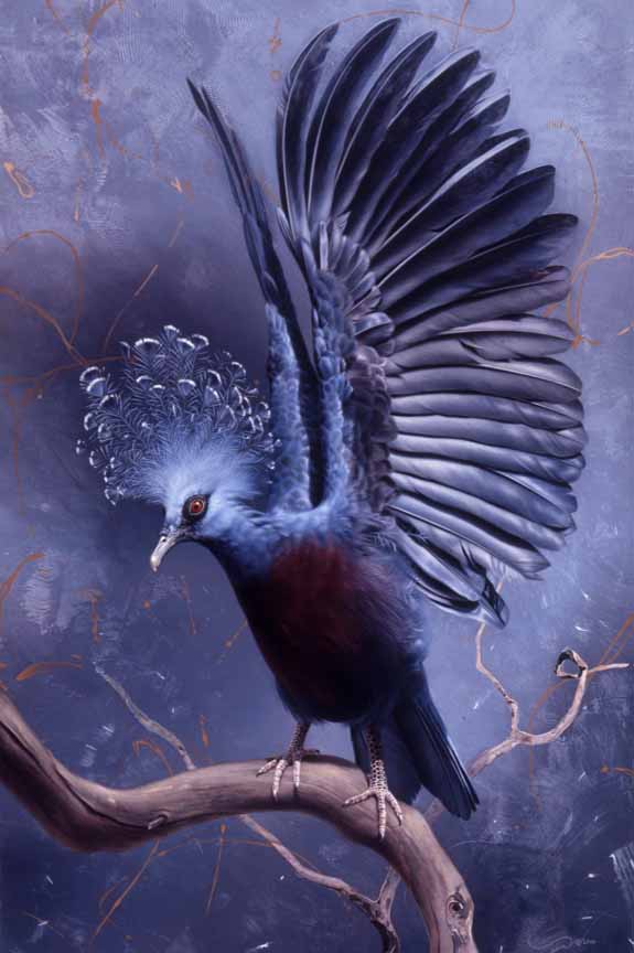AD – Fanny Got Bling Victoria Crowned Pigeon © Andrew Denman