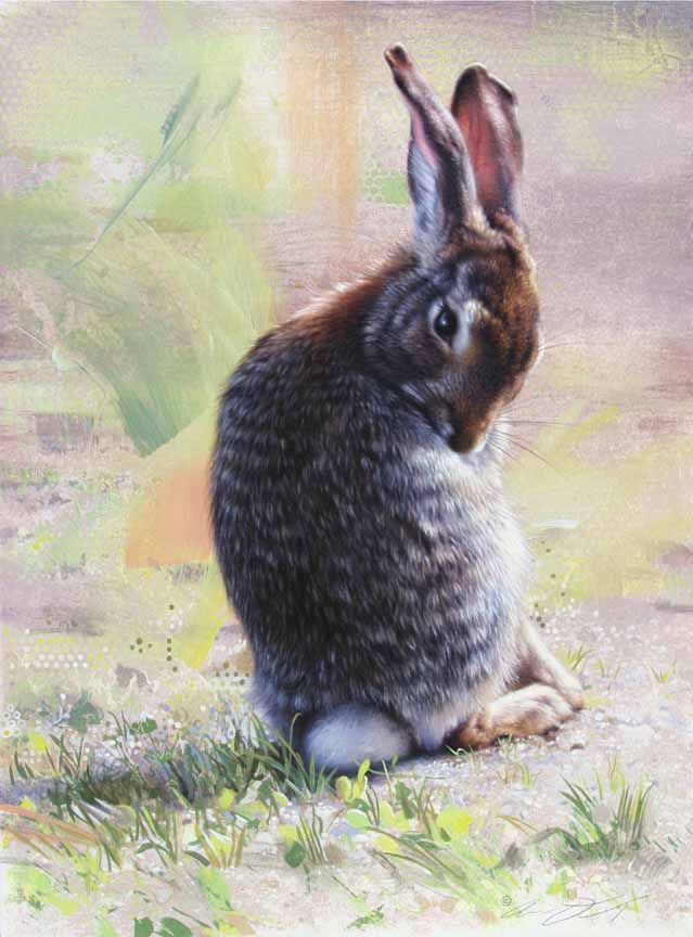 AD – Gentleman Hare © Andrew Denman