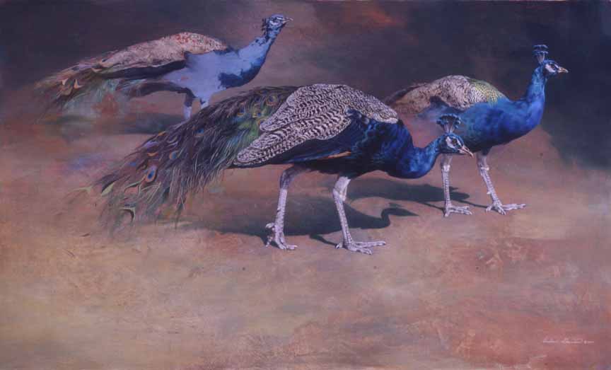 AD – Indigo – Indian Blue Peafowl © Andrew Denman
