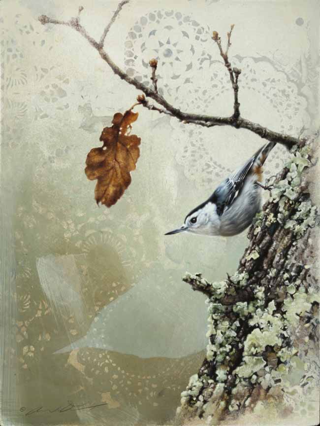 AD – Nuthatch © Andrew Denman