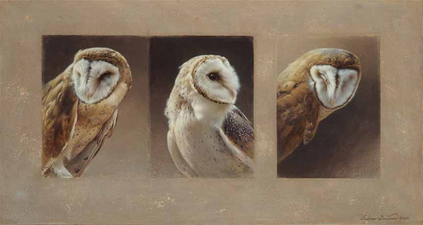 AD – Praxis Barn Owls © Andrew Denman