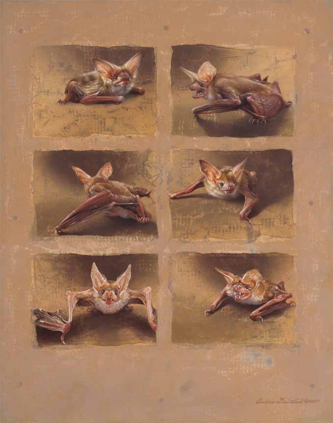AD – PraxisII Pallid Bats © Andrew Denman