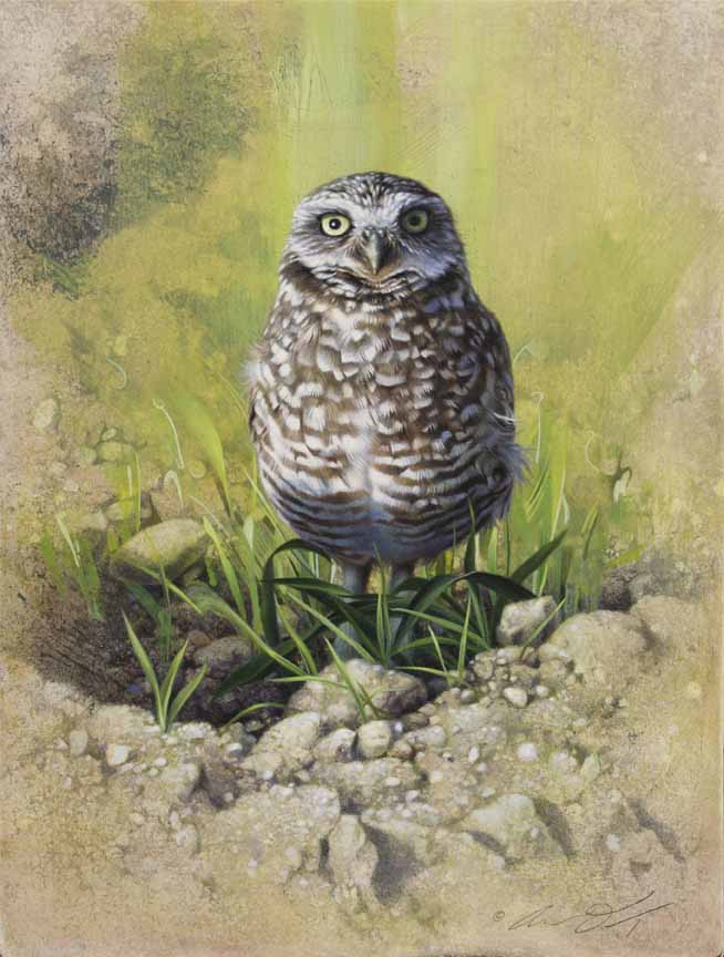 AD – Spring Time Owls © Andrew Denman