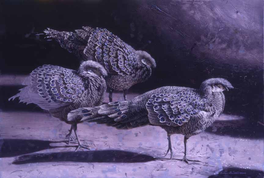 AD – The Chinquis Three – Silver Grey Peacock Pheasants © Andrew Denman