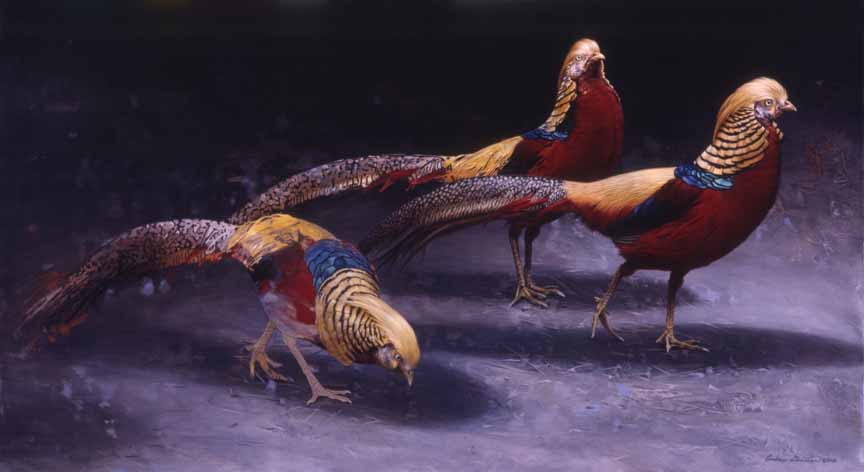 AD – The Goldenrod Gang – Chinese Golden Pheasants © Andrew Denman