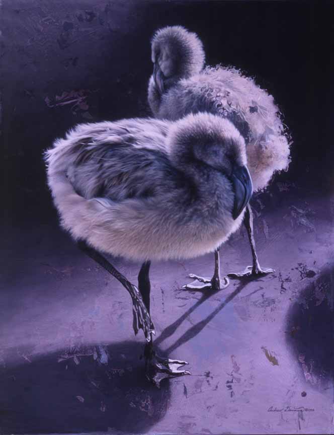 AD – The Grey Scale – Chilean Flamingo Chicks © Andrew Denman