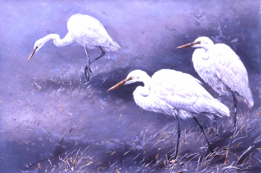 AD – The White Hunters – Great White Egrets © Andrew Denman