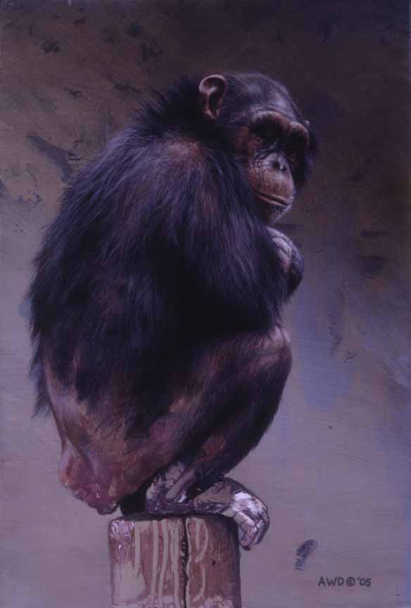 AD – What the Chimp Said – Chimpanzee © Andrew Denman