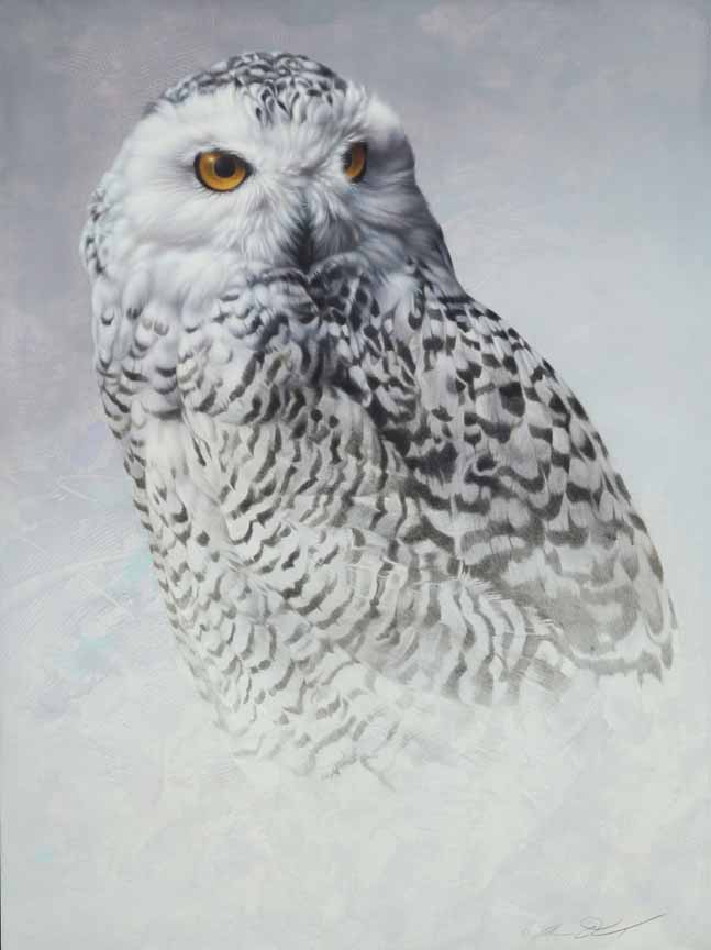AD – White Out – Snowy Owl © Andrew Denman