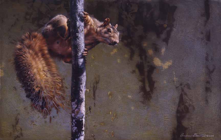 AD – Why Bushy Wanted the Peanut So Badly – Fox Squirrel © Andrew Denman