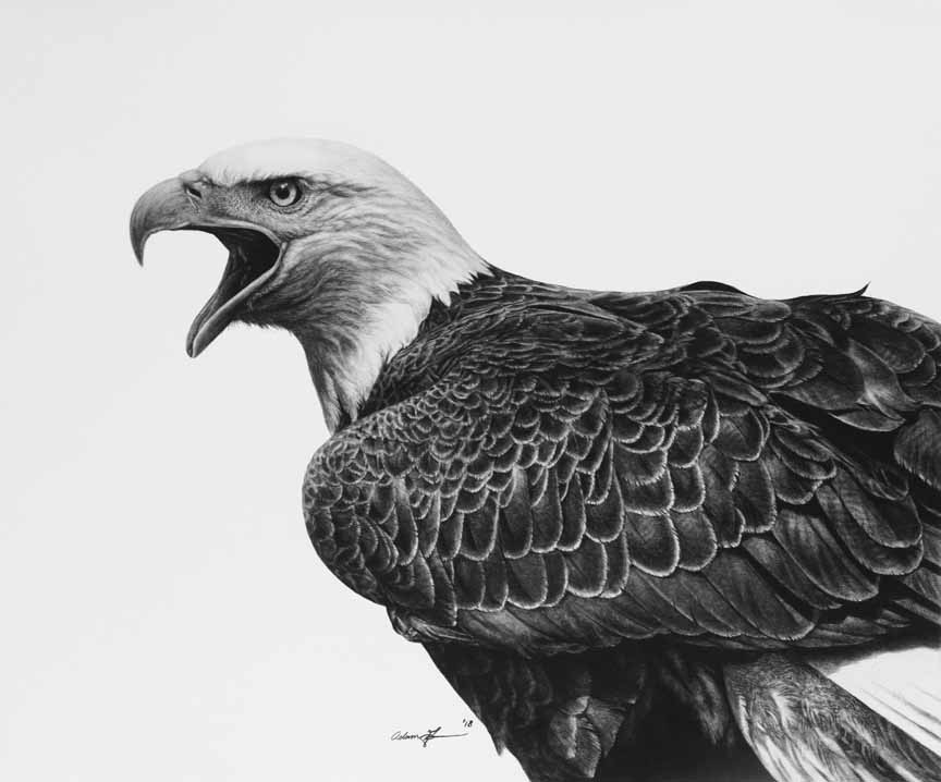 AG – Bald Eagle © Adam Grimm
