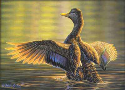 AG – Dawn of a New Millenium – 2000 Federal Duck Stamp © Adam Grimm