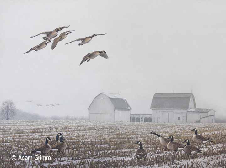 AG – Late Season Geese © Adam Grimm