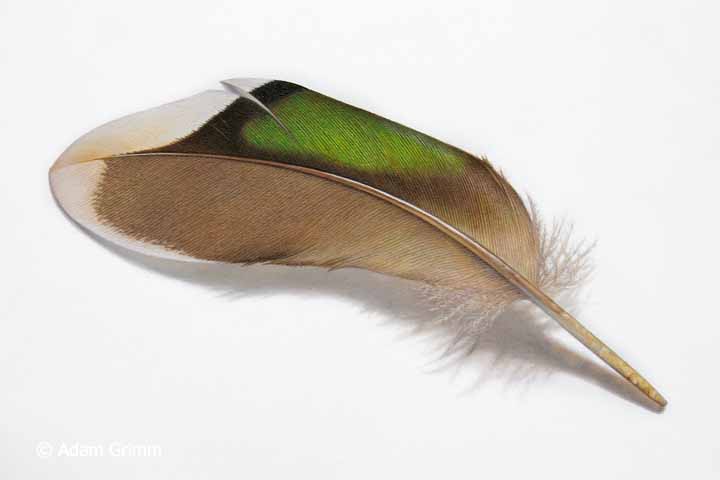 AG – Pintail Speculum Feather © Adam Grimm