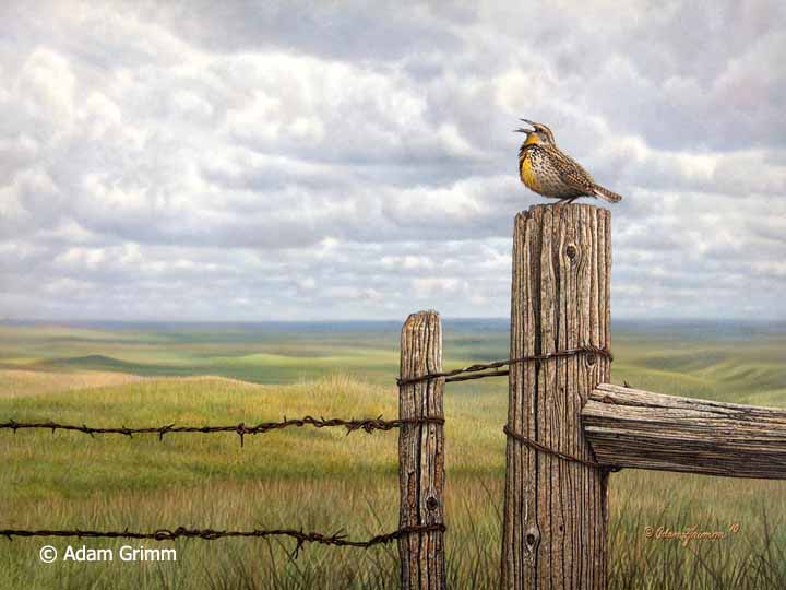 AG – Song of the Prairie Western Meadowlark © Adam Grimm