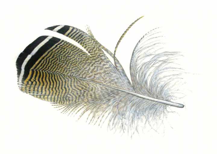 AG – Wood Duck Flank Feather © Adam Grimm