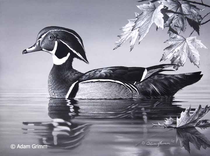 AG – Wood Duck Study © Adam Grimm