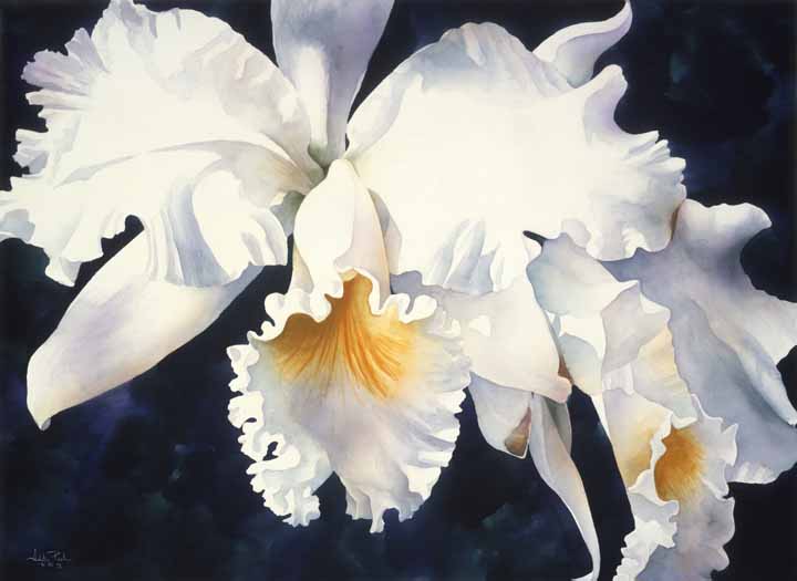 AP – Orchid Magic © Arleta Pech