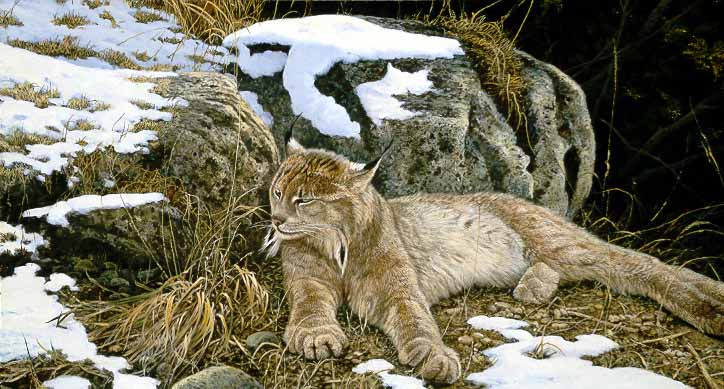 AS2 – Wildlife – A Time to Rest – Lynx © Alan Sakhavarz