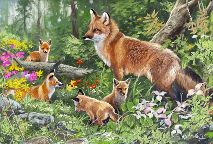 AS2 – Wildlife – Fox Family © Alan Sakhavarz