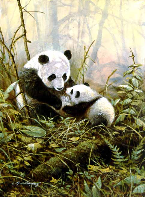 AS2 – Wildlife – Panda and Young © Alan Sakhavarz