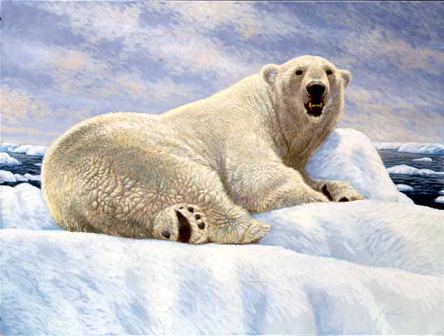 AS2 – Wildlife – Polar Bear © Alan Sakhavarz