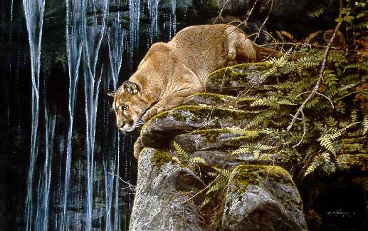 AS2 – Wildlife – Waterfal Watch – Cougar © Alan Sakhavarz