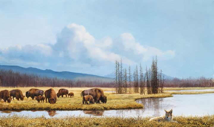 BM – Bison and Coyote © Bonnie Marris