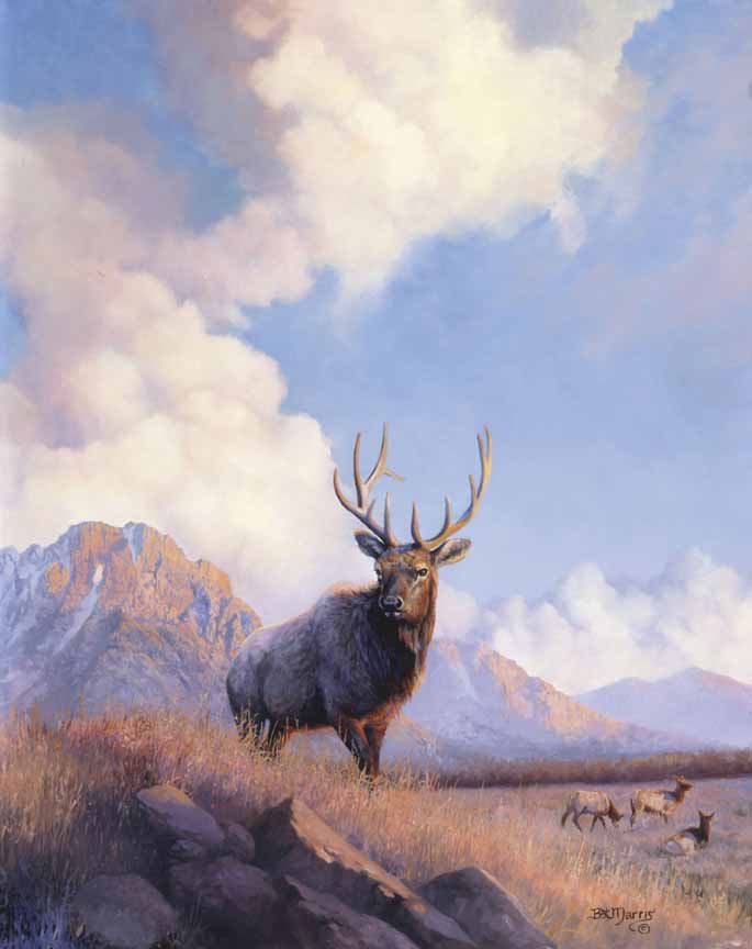 BM – Elk © Bonnie Marris