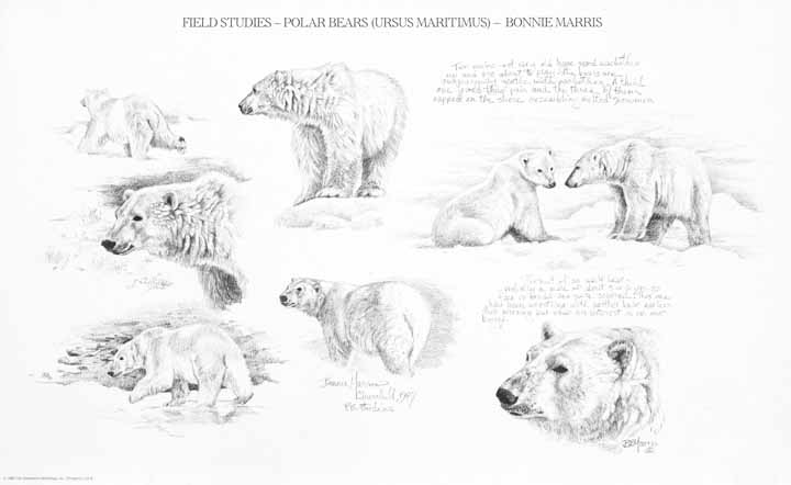 BM – Field Studies- Polar Bears © Bonnie Marris