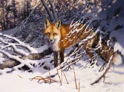 BM – Fox in Snow © Bonnie Marris