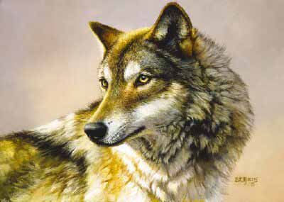 BM – Portrait of a Wolf © Bonnie Marris